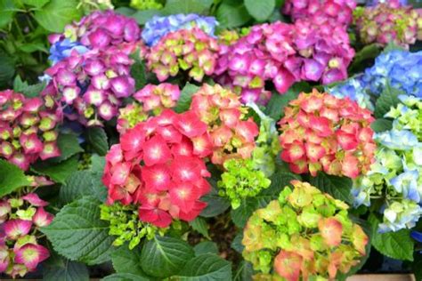 The Art of Drying and Preserving Magical Crimson Hydrangea